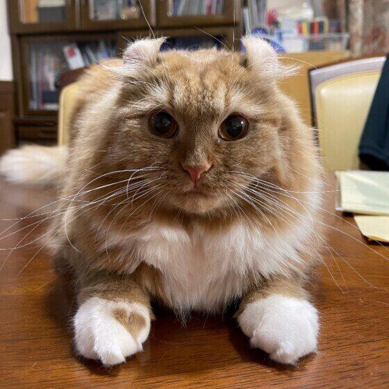 カメラを見つめるアメリカンカール（メス）