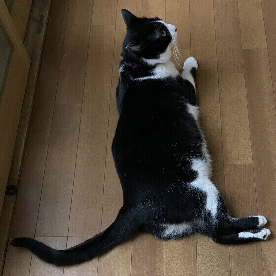 黒白猫の翔琉くん