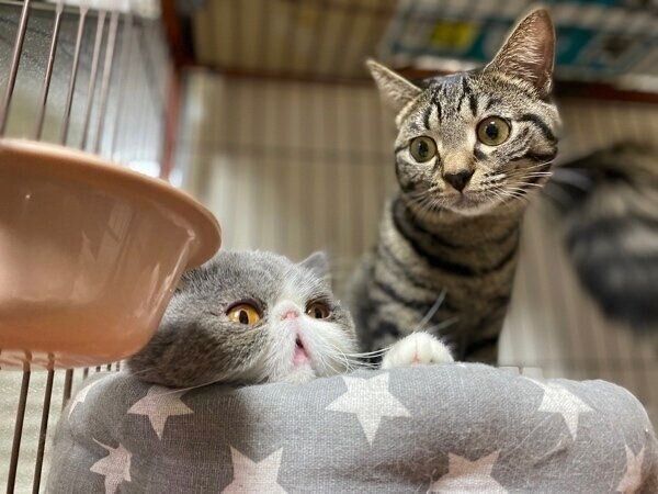 ちびくんと小雪ちゃんの仲良しツーショット