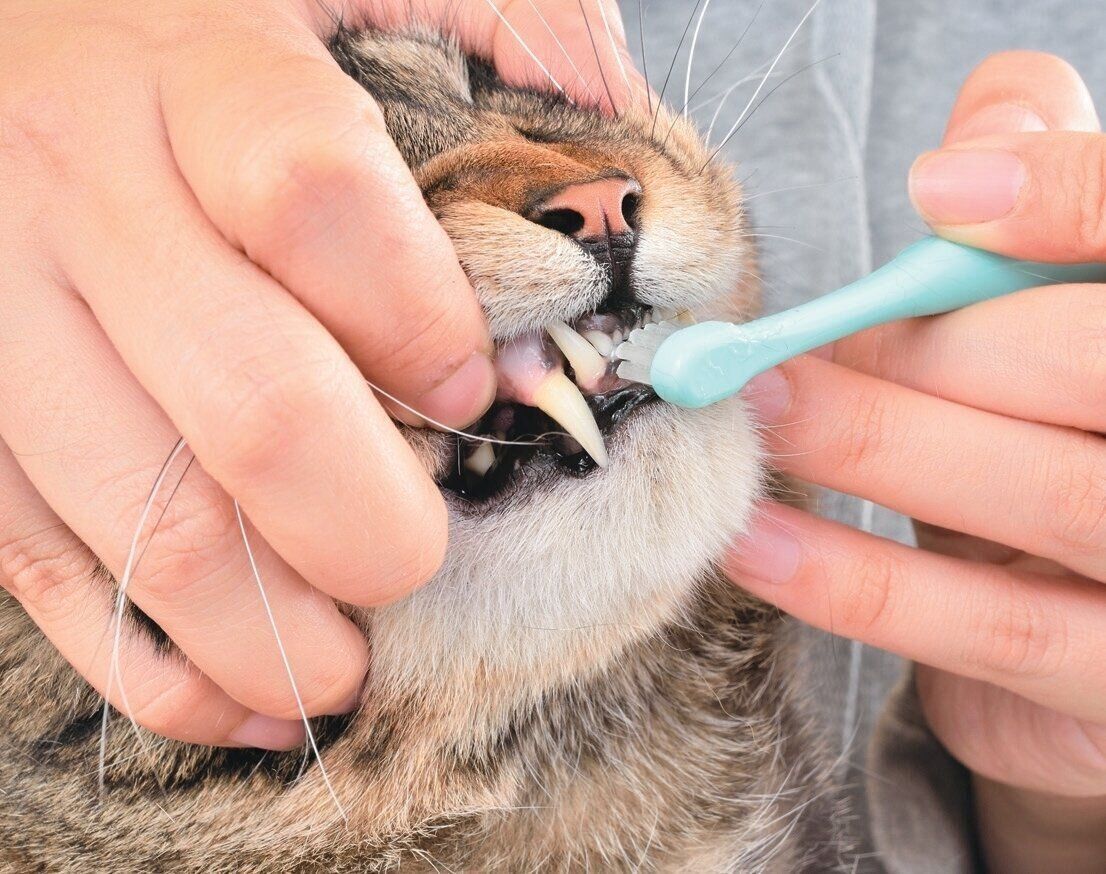 犬歯もしっかり磨こう