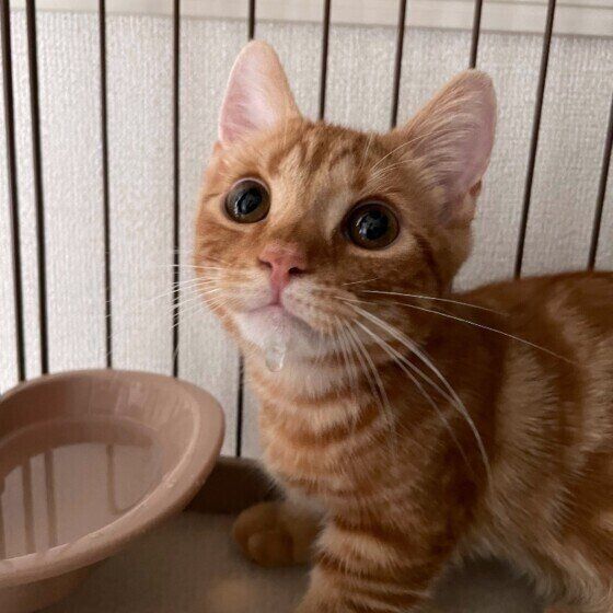 マンチカンのルークくん