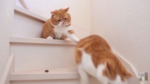 おやつが欲しい猫