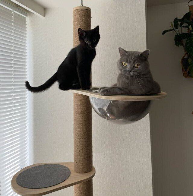 （写真左から）さすけくん、先住猫・こてつくん