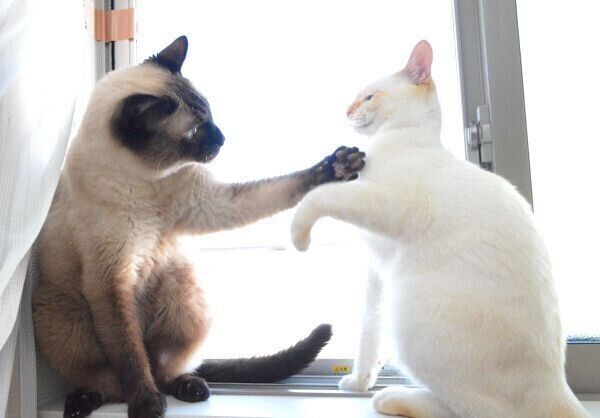 見つめ合うアルくんとテンくん