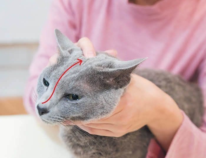 鼻のマッサージ