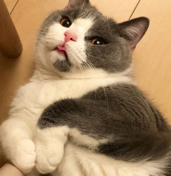 もじもじする猫