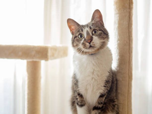 キャットタワーの上の猫