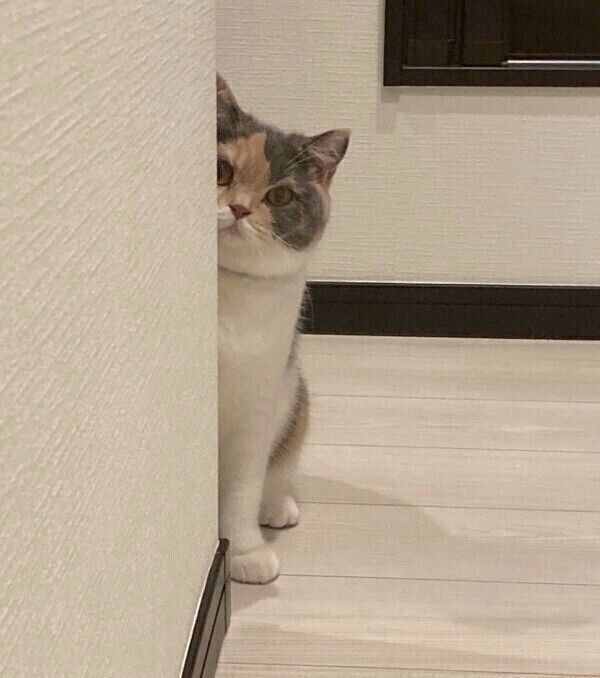 見つめるちゃんぽんちゃん