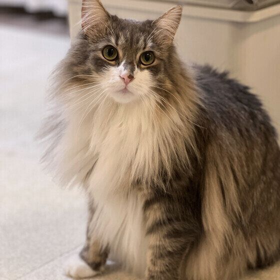 ノルウェージャンフォレストキャットのミルちゃん♪