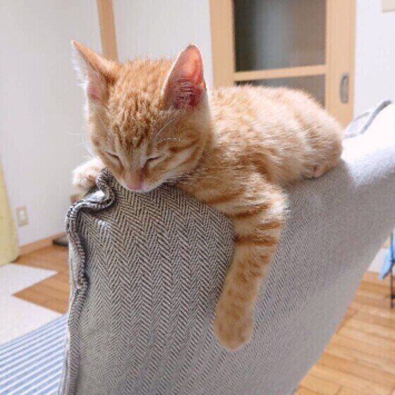 Mix（茶トラ）の茶ちゃ。くん♪