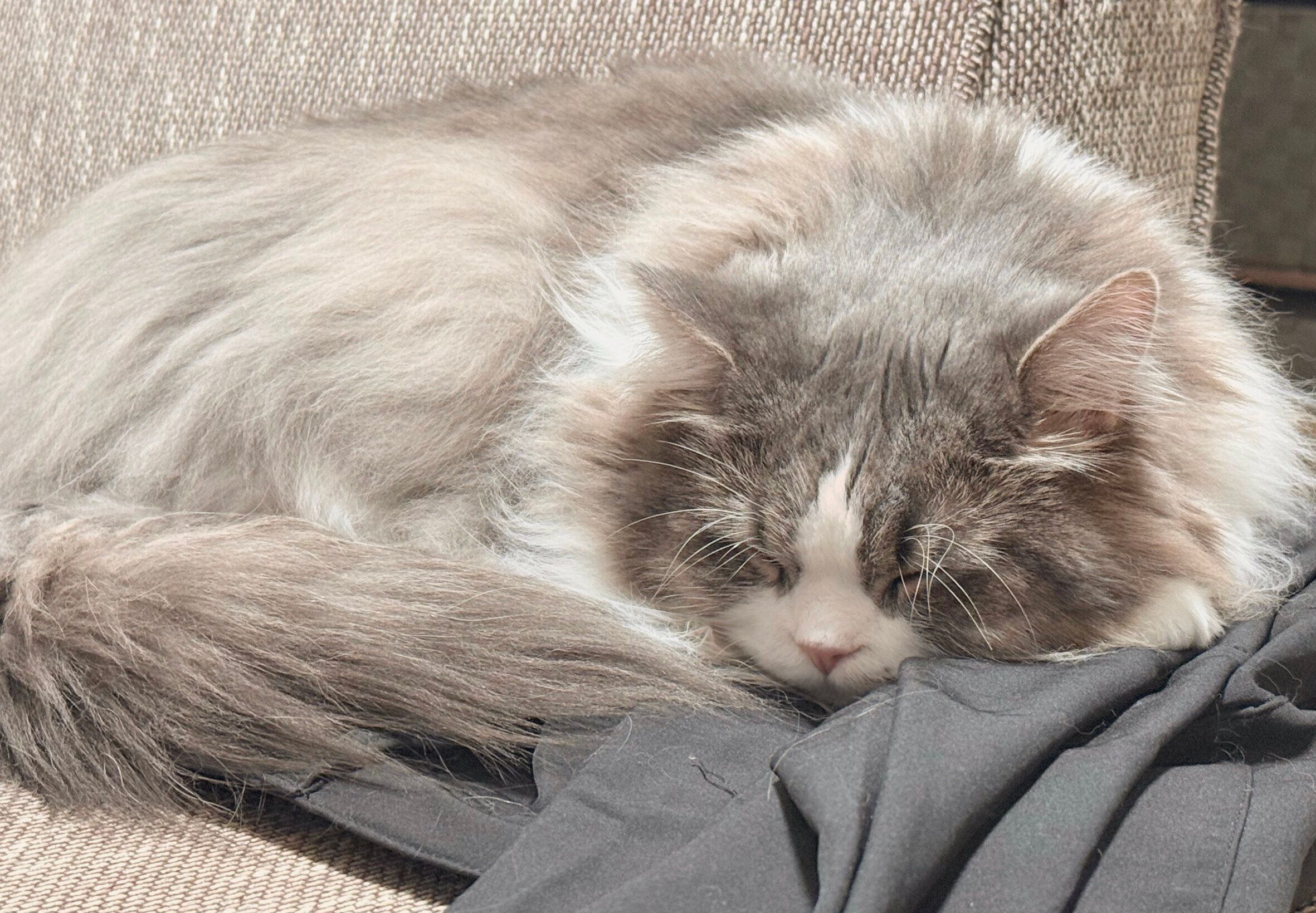 飼い主さんの服の上で寝るたおくん