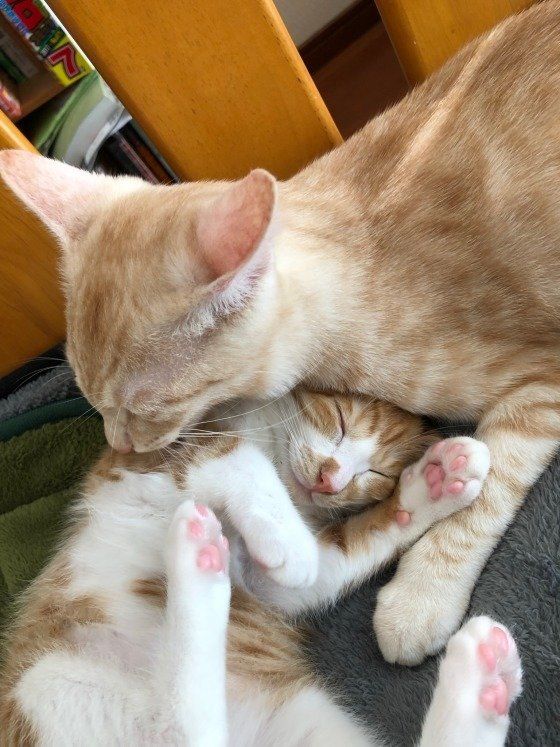 一緒に眠る親子の猫