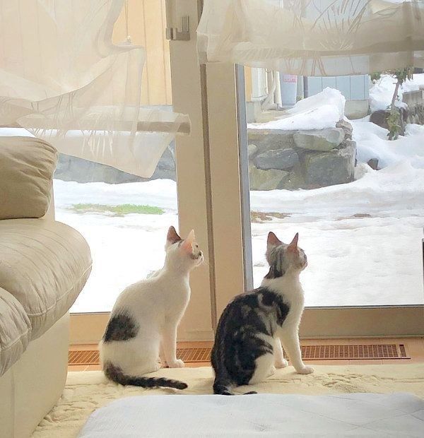 元保護猫・ココアちゃんとラテちゃん