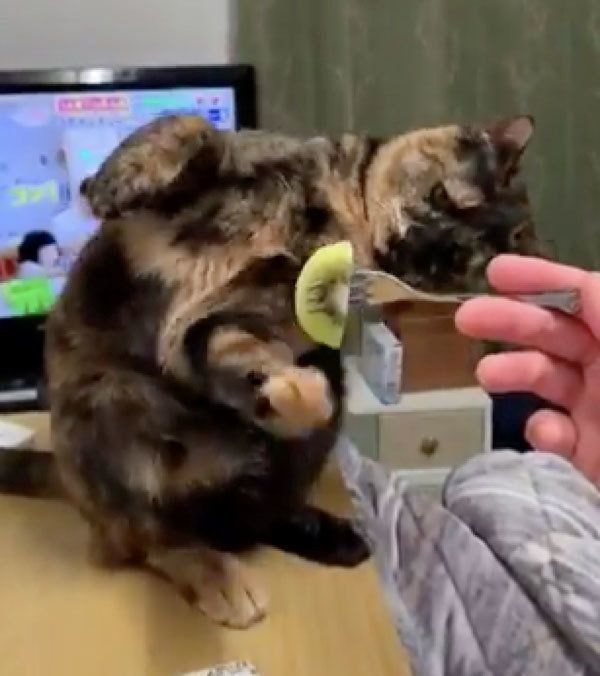 キウイにビビりまくる猫 思わぬオチ に思わず吹き出してしまう ねこのきもちweb Magazine
