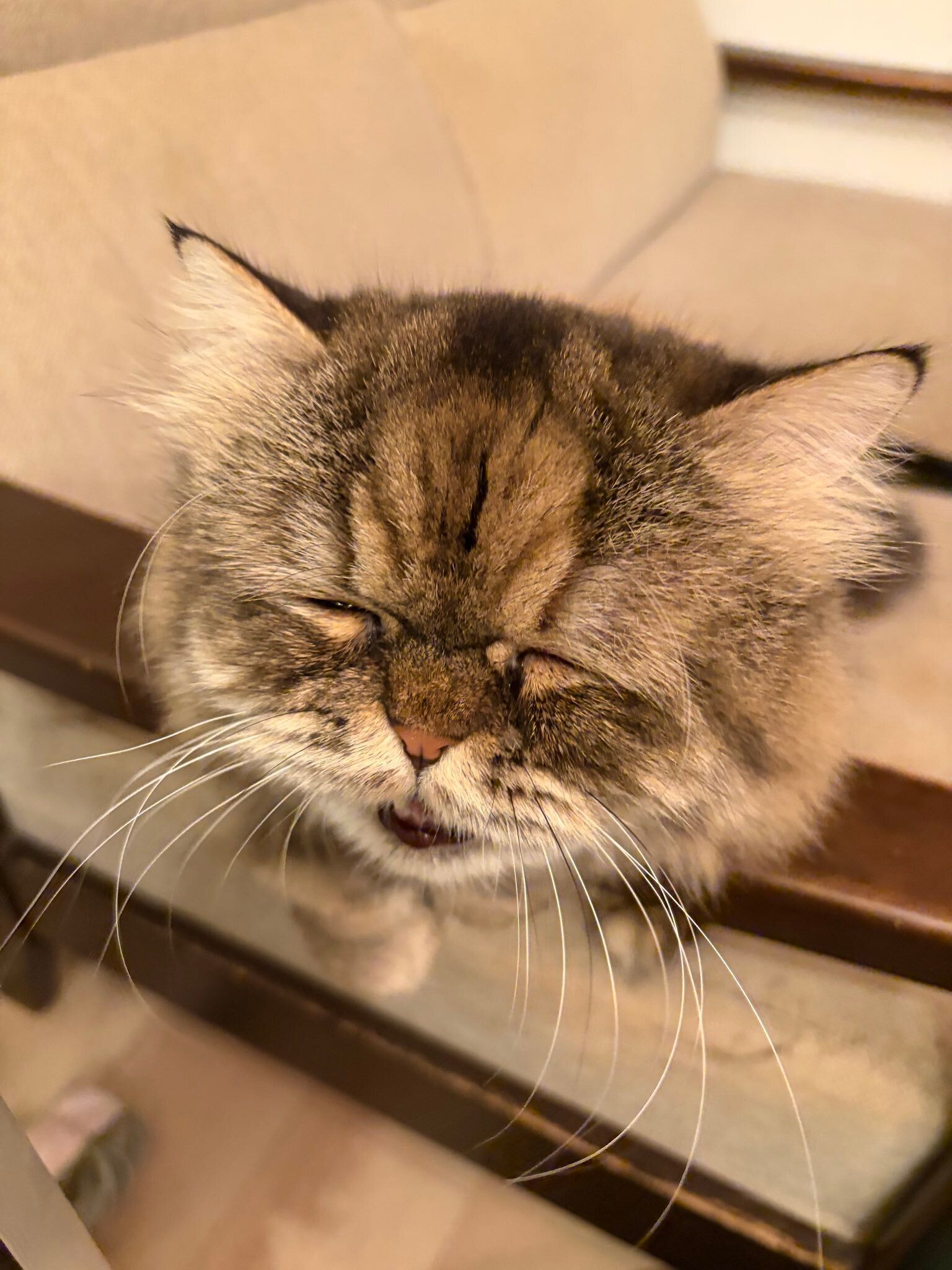 ソファでくつろぐミヌエット