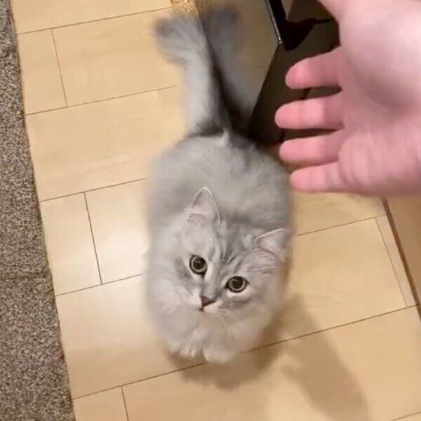 おやつが欲しいすぴくん