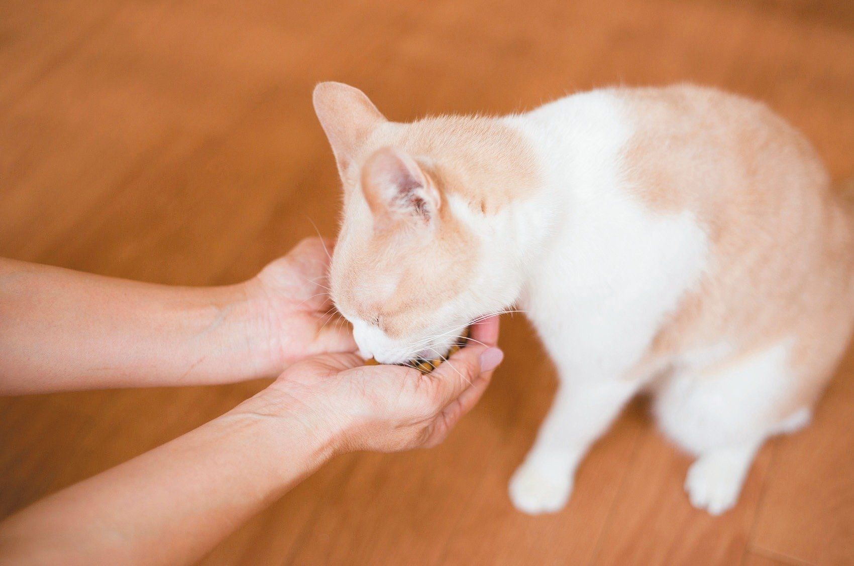 撮影／中川文作