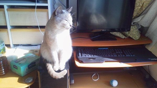 トンキニーズのスースちゃん