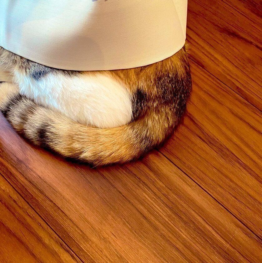 カーテンの裏に隠れているぷうちゃん