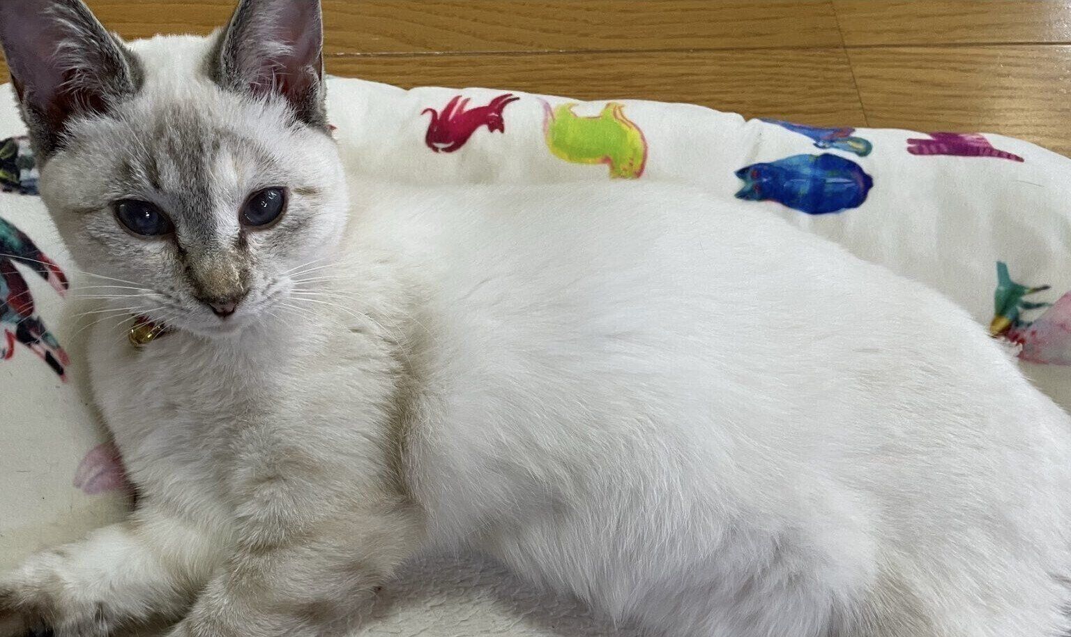 生後約5カ月の子猫