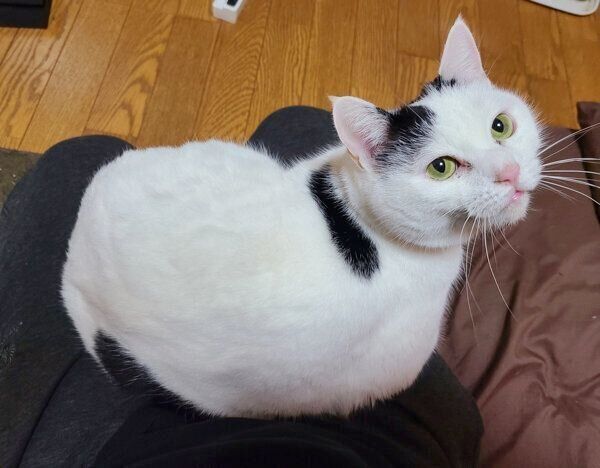 飼い主さんの膝の上に座るチロちゃん