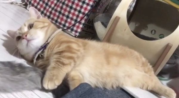 兄猫のしっぽが気になる妹猫