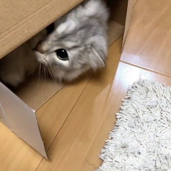 箱の中に隠れるミヌエット