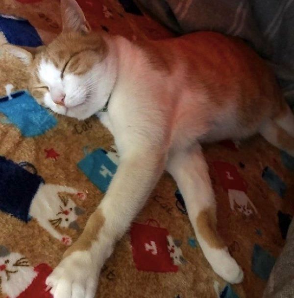 コタツでぬくぬくする茶トラ