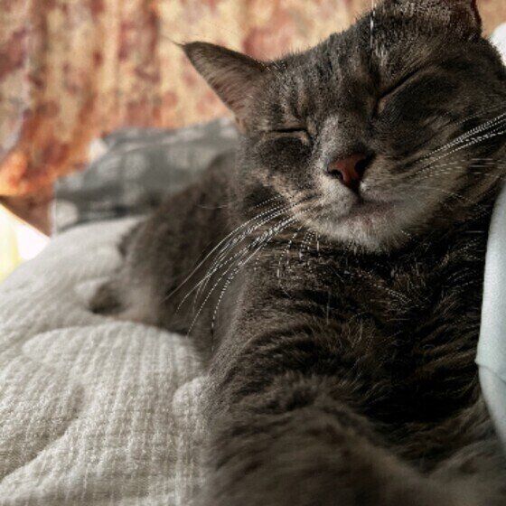 寄り添い眠るあずきちゃん（MIX）