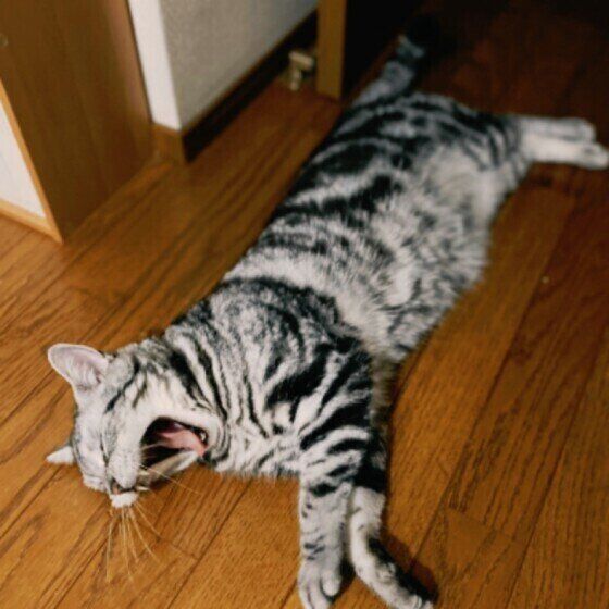 あくびするロンくん（スコティッシュフォールド）