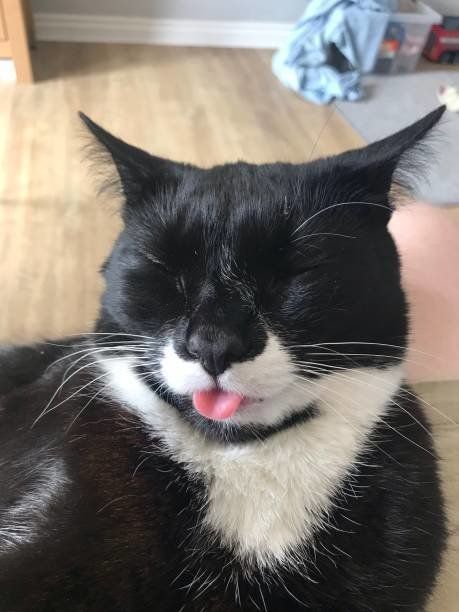 舌を出した猫