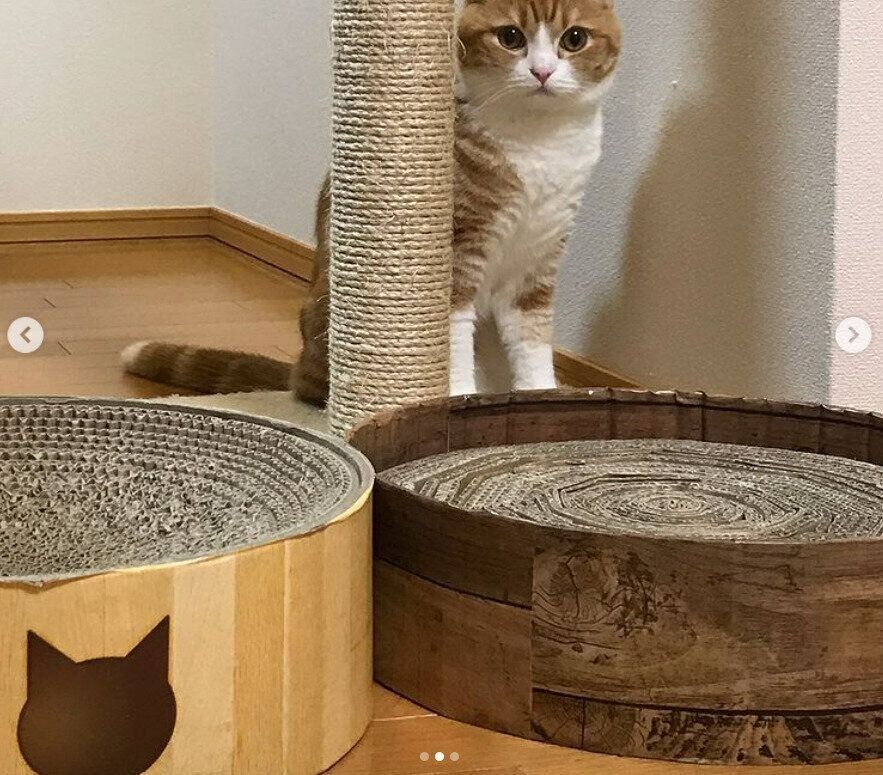 スコティッシュフォールドと爪とぎ