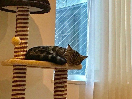 キャットタワーで眠る猫