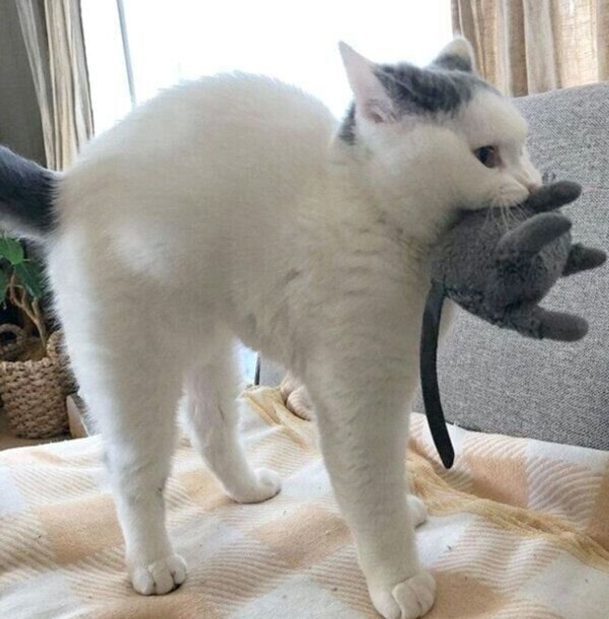 お気に入りの ネズミのぬいぐるみ を洗濯したら悲しむ 注目された猫の反応にほっこり ねこのきもちweb Magazine お気に入りの ネズミのぬいぐるみ を洗濯したら悲しむ 注目された猫の反応にほっこり ねこのきもちweb Magazine