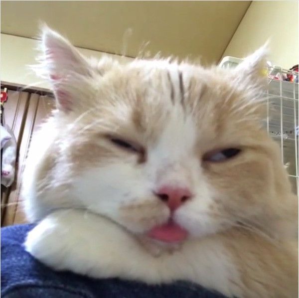 よだれを垂らすニャンコ