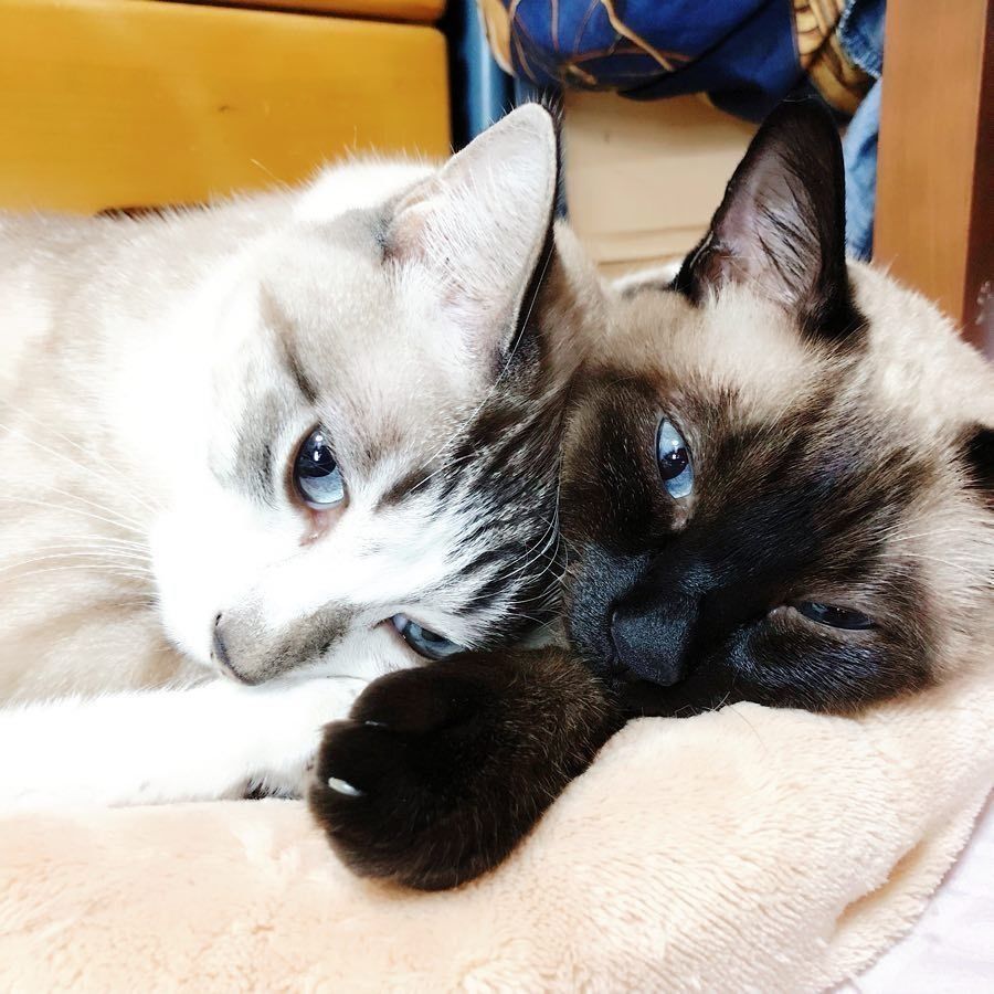 顔を寄せ合って眠るエテちゃんとレノちゃん