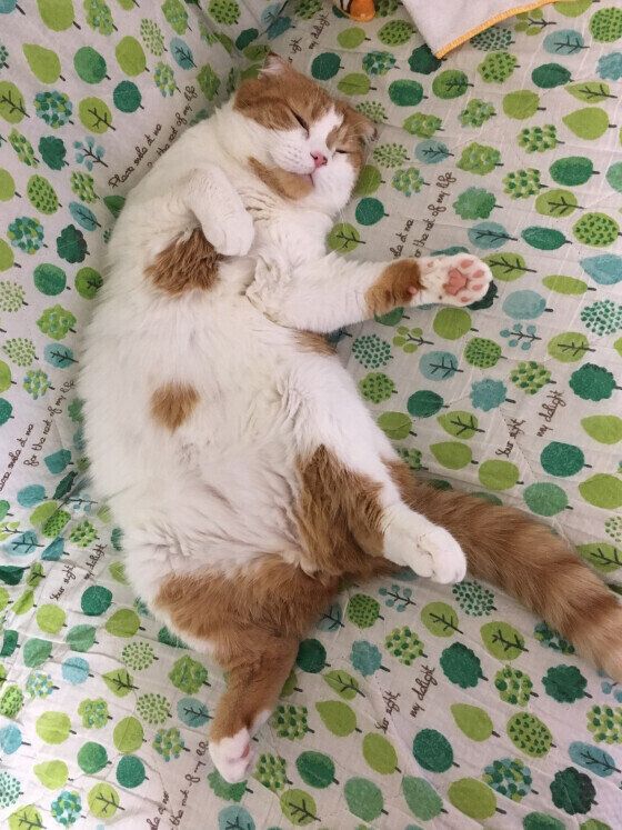 へそ天で眠るスコティッシュフォールド