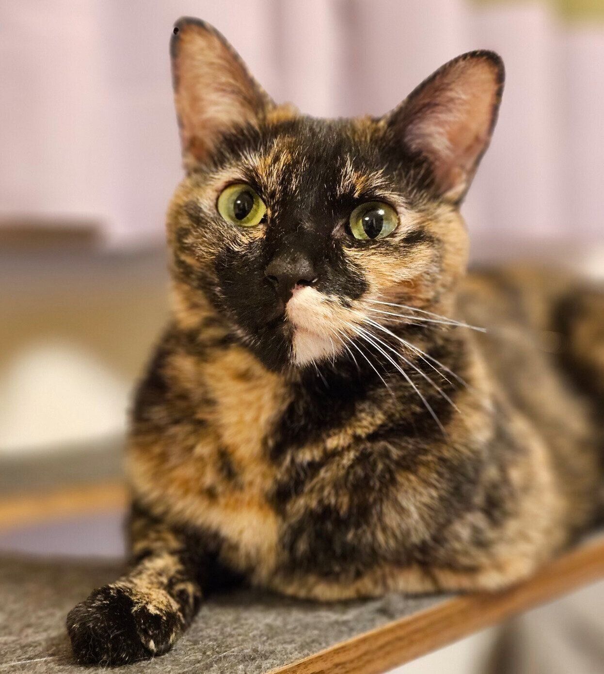 まったりするサッサちゃん