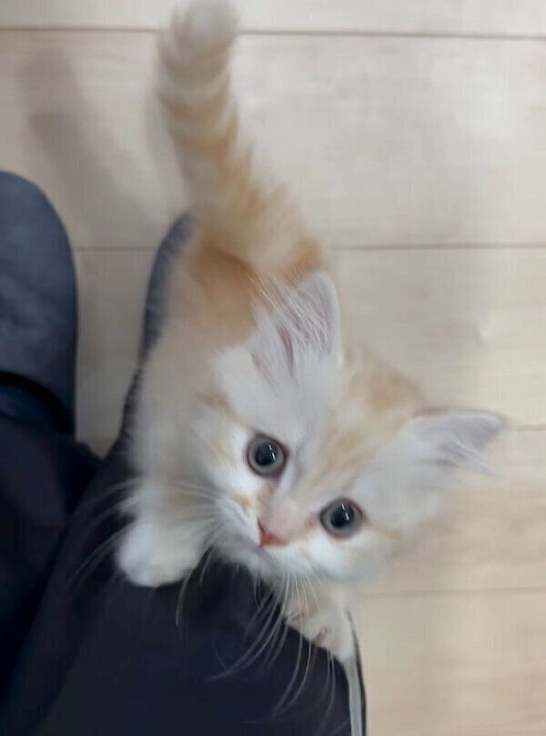 ごはんの催促をするmielくん