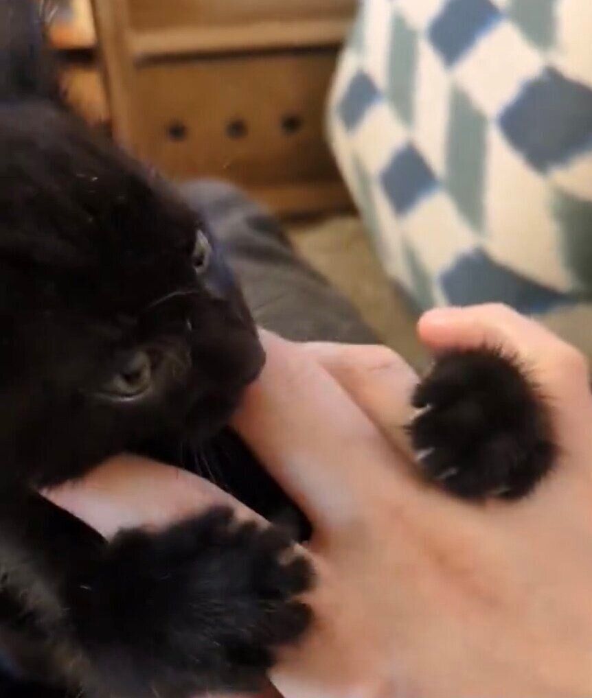 甘噛みで甘えるおはぎくん