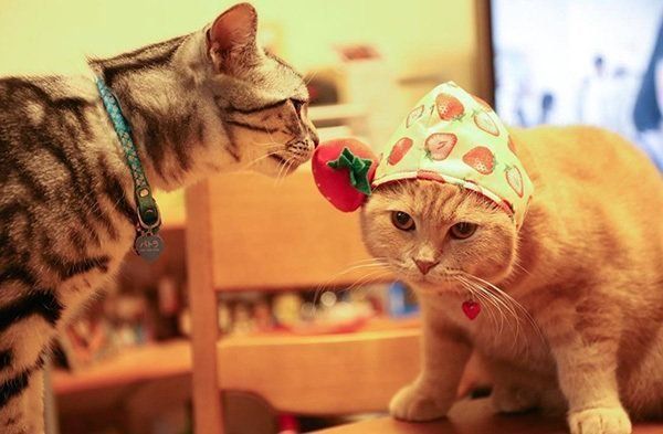 仲良しなアメリカンショートヘアとスコティッシュフォールド