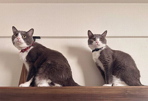 ごましおくん、しらたまくん