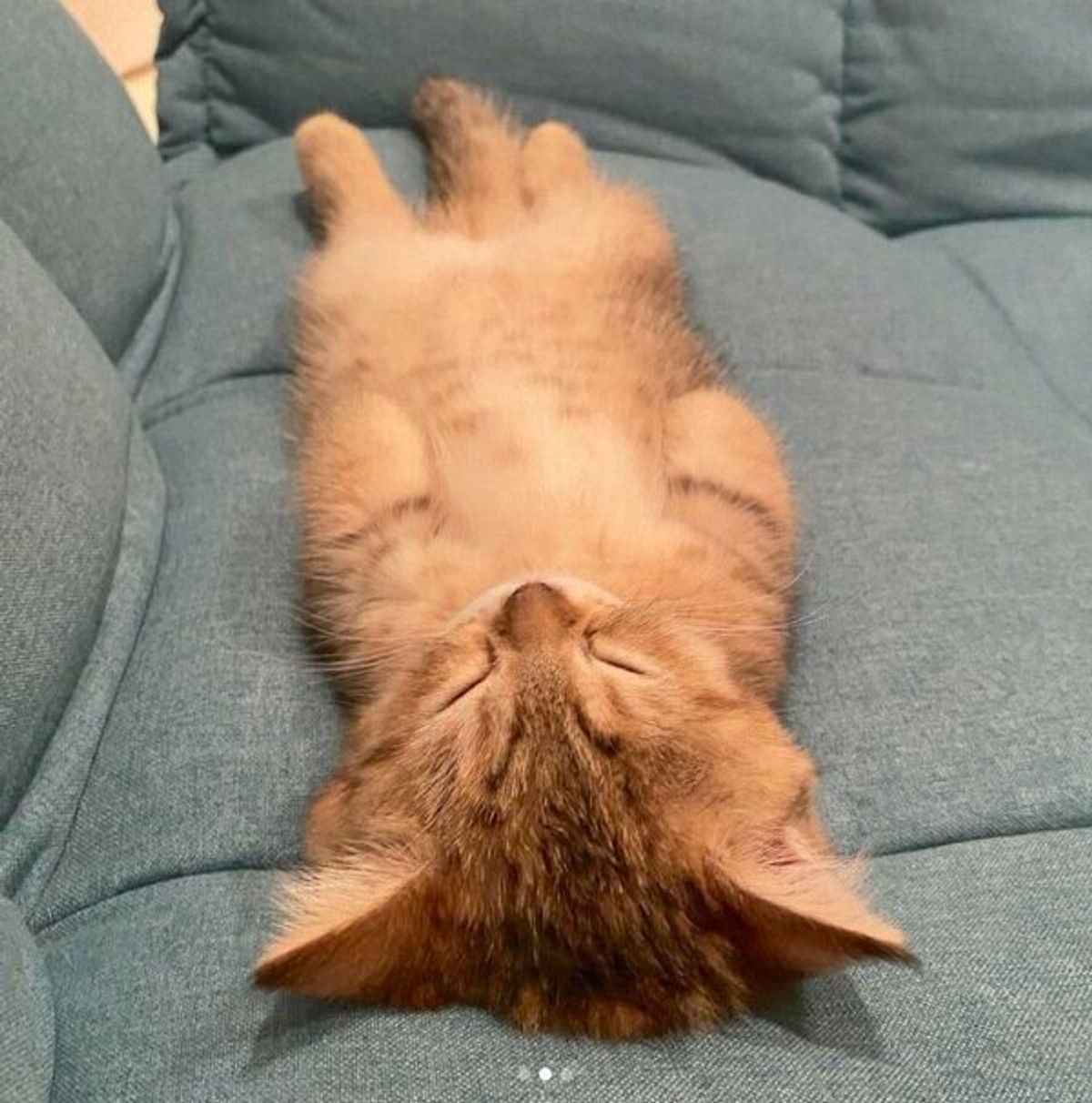 1週間の疲れが吹き飛ぶくらい可愛い 無防備なヘソ天姿で眠る子猫に悶絶 ねこのきもちweb Magazine 1週間の疲れが吹き飛ぶくらい可愛い 無防備なヘソ天姿で眠る子猫に悶絶 ねこのきもちweb Magazine