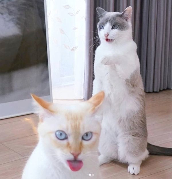 ちゅ〜るの余韻がすごい猫