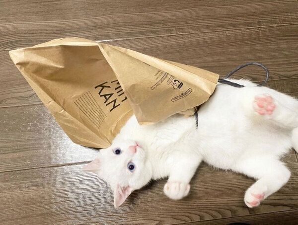 紙袋で遊ぶコハクさん