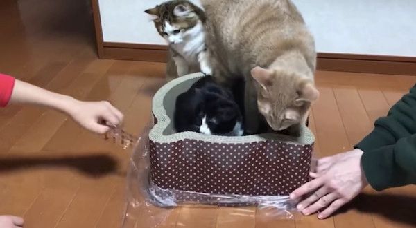 ベッドを奪い合う猫たち