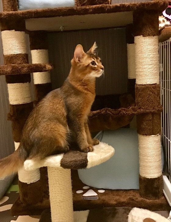 おすまし顔で座る猫