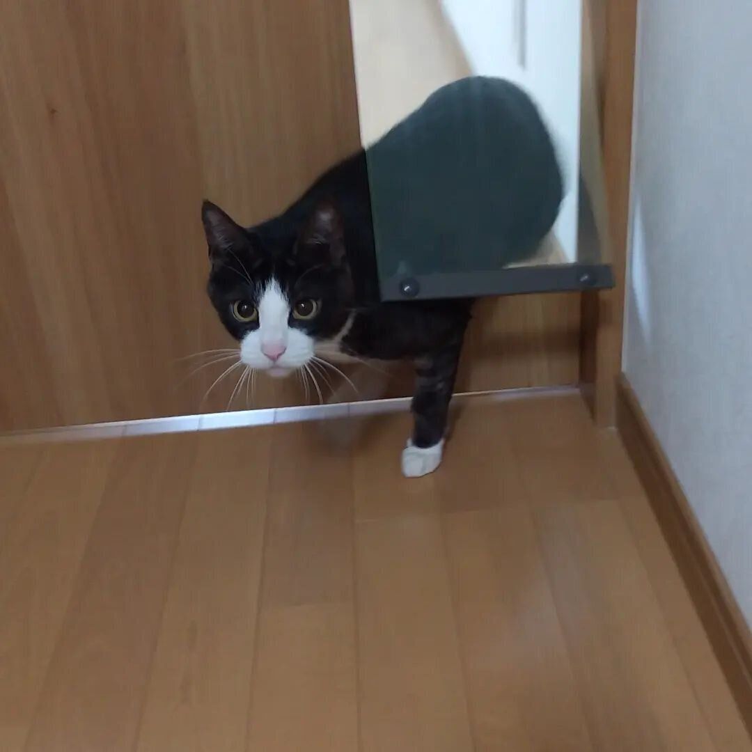 猫用ドアをくぐる潤ちゃん