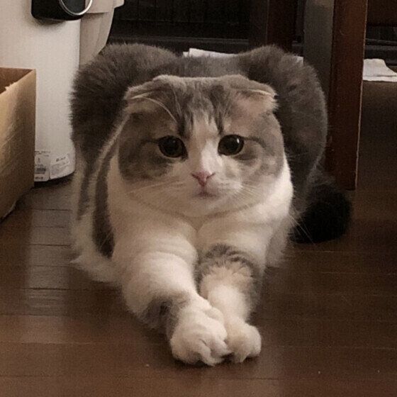 伸びをするスコティッシュフォールド