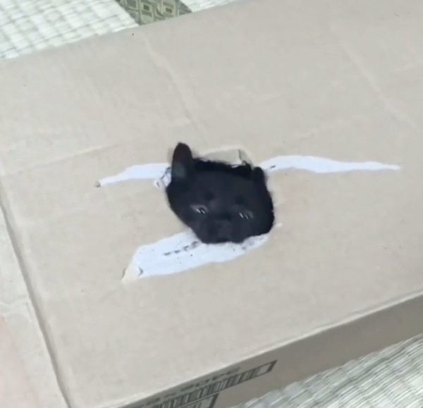 箱で遊ぶ黒猫